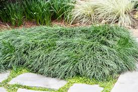 Image result for Ophiopogon