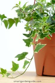 Water schedule for english ivy is 3 times every 7 days as this is a plant that requires water and doesn't water ivy plants if the soil is too wet. How To Propagate Ivy In Water Step By Step Guide Smart Garden Guide Propagate Ivy How To Propagate Ivy Smart Garden