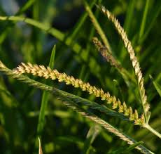 Image result for Eleusine africana