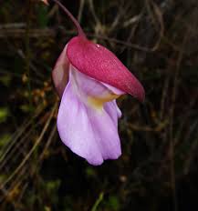 Image result for Lentibulariaceae