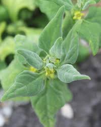 Image result for Sarcophrynium prionogonium