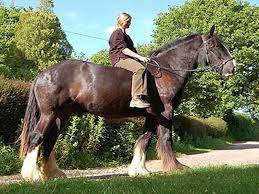 shire horse horse breed information big horses horses clydesdale horses