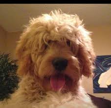 F1b goldendoodles for sale victoria, texas october 5, 2019. F1b Goldendoodle Puppies For Sale In Stephenville Texas Classified Americanlisted Com