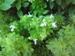Image result for Ocimum urundense