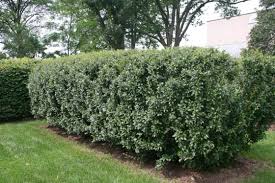 Image result for Cotoneaster