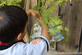 How Leaves Breathe A Backyard Demonstration Of Leaf Transpiration Backyard Plant Projects Science Activities For Kids