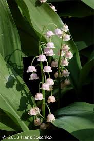 Image result for Convallariaceae