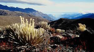 Las actividades económicas venezolanas se fundamentan en el aprovecha miento de ricos y variados recursos. Natur Exclusiv Zauberwelt Venezuela Natur Exclusiv Br Fernsehen Fernsehen Br De