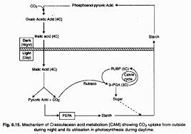 the process of photosynthesis in plants with diagram