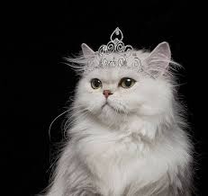White Persian Cat Wearing Tiara Persian Cat White Cats White Cat