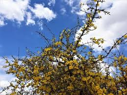 Image result for Rhigozum zambesiacum