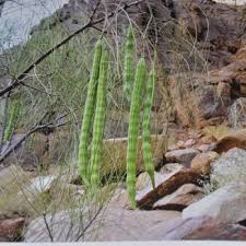 شجرة اليسر العربي.الفرق بين المورينجا الهنديه والمورينقا العربيه الشوع duration. Ø¨Ø°ÙˆØ± Ø§Ù„ÙŠØ³Ø± Ø£Ùˆ Ø§Ù„Ø¨Ø§Ù† Ø§Ù„Ø¹Ø±Ø¨ÙŠ Ø£Ùˆ Ø§Ù„Ù…ÙˆØ±ÙŠÙ†Ø¬Ø§ Ø§Ù„Ø¹Ø±Ø¨ÙŠ Moringa Peregrina Ù…ØªØ¬Ø± Ø¬Ù†Ø§Ù† Ø§Ù„Ø²Ø±Ø§Ø¹ÙŠ