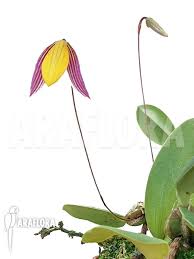 Image result for Bulbophyllum sp. nov
