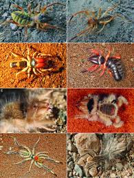 Camel spiders belong to the class arachnida, but while all spiders are arachnids, not all arachnids are spiders. Warning Potentially Scary Images Fearsome Jaw Of Camel Spider Unveiled In Visual Atlas