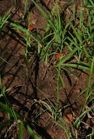 Image result for Striga asiatica
