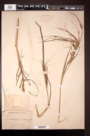 Image result for Heteropogon melanocarpus