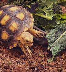 Image result for Grewia sulcata
