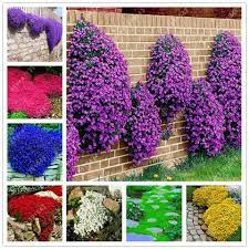 100 Pcs Bag Creeping Thyme Seeds Or Blue Rock Cress Seeds Perennial Ground Cover Flower Seeds Ourdoor Plant For Flower Seeds Perennial Ground Cover Perennials