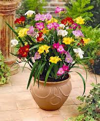 Garden Freesias Mixed Flower Bulbs From Bakker Spalding Garden Company Freesia Flowers Fragrant Plant Beautiful Flowers