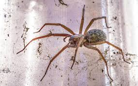 Check spelling or type a new query. Why Spiders Are A Year Round Problem In South Carolina