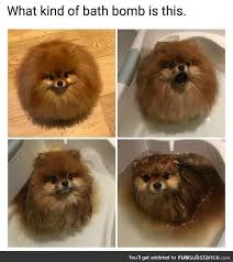 Puppy Bath Bomb Funsubstance Cute Animals Animal Jokes Baby Animals Funny