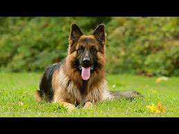 Check spelling or type a new query. The Most Beautiful German Shepherd Dog Video In The World Youtube