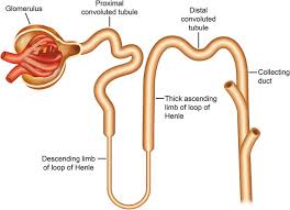 Image result for Urinary Cast