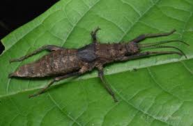 Image result for Hermannia parvula