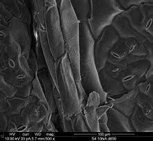 Read more about animal cell, functions and structure of animal. Plant Cell Wikipedia