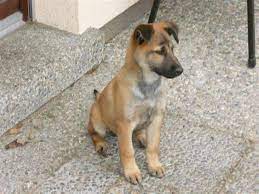 Der wunderschöne rocco wurde herrenlos umherlaufend aufgegriffen und ins tierheim gebracht. Pin Auf Hundies
