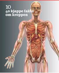 Vargen är utan tvekan världens kraftfullaste här återfinns canis priscolatrans, ett litet hunddjur som påminde om våra dagars rödräv. 40 Kjappe Fakta Om Kroppen Pressreader