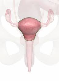 Image result for uterus