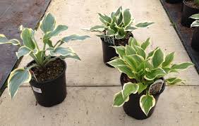 Current price $13.48 $ 13. Perennials Succulents Kalamazoo Flower Group