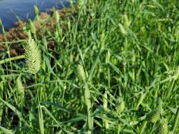 ポアプランツ とは