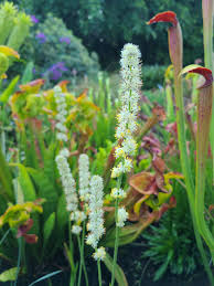 Image result for Scleria racemosa