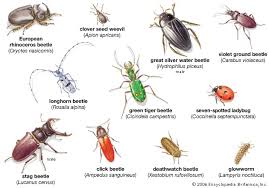 They are more than half of all known living species. Beetle Students Britannica Kids Homework Help