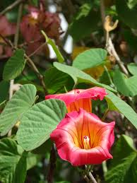 Image result for Stictocardia beraviensis