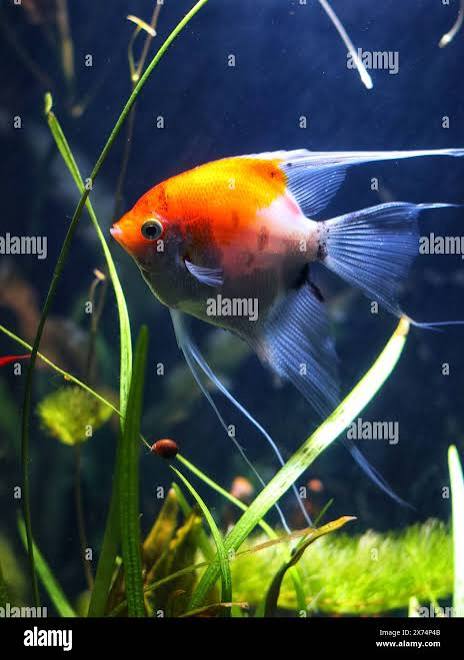 Manfish hi-res stock photography and images - Alamy