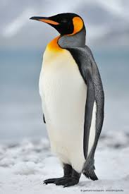 During this time, no matter how hungry he is, or how bad the snow is, he will always protect the eggs and wait for the female penguin to come back. King Penguin Alchetron The Free Social Encyclopedia