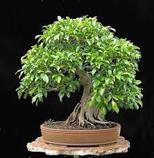 Walter Pall Bonsai Adventures Ficus