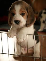 Temperament And Personality Of Beagles Cute Animals Family Friendly Dogs Baby Animals