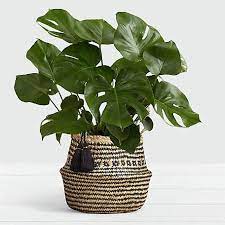 monstera floor plant in diamond print belly basket plants best indoor natural baskets glass air holders
