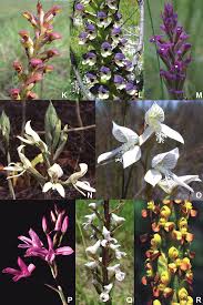 Image result for Disa ochrostachya