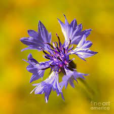 Bighead Knapweed Flower Youtube Best Flower Wallpaper