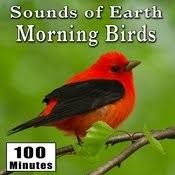 Get a list of all the new and old songs with lyrics of sing song bird directly from our search engine and listen them online. Early Morning Wild Birds Chirping And Activity Songbirds Singing Bird Ambience Sound Effects Mp3 Song Download Sounds Of Earth Morning Birds Early Morning Wild Birds Chirping And Activity Songbirds Singing Bird Ambience