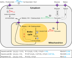 Consolidated Bioprocessing Of Cellulose To Itaconic Acid By A Co Culture Of Trichoderma Reesei And Ustilago Maydis Springerlink
