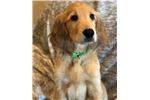 She is an akc registered golden retriever with great genetics. Golden Irish Puppies For Sale From Reputable Dog Breeders
