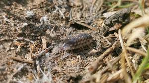 Zachęcamy do zakupów naszych produktów. Stonoga Murowa Oniscus Asellus Youtube