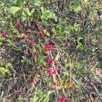 Image result for Oncocalyx