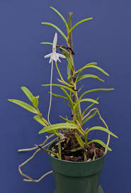 Image result for Jumellea walleri